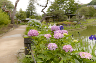 紫陽花が満開です