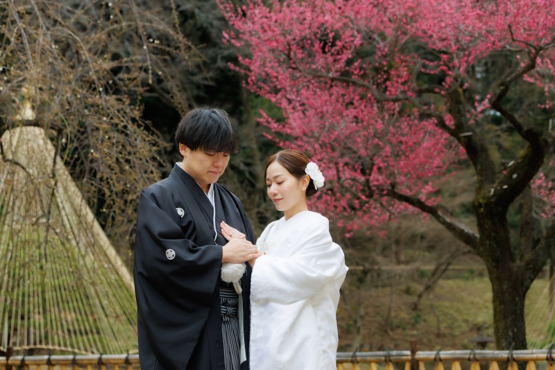 肥後細川庭園の梅情報！