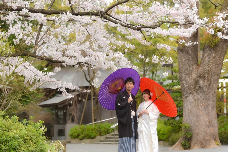 桜シーズン撮影枠残りわずか・・・✿