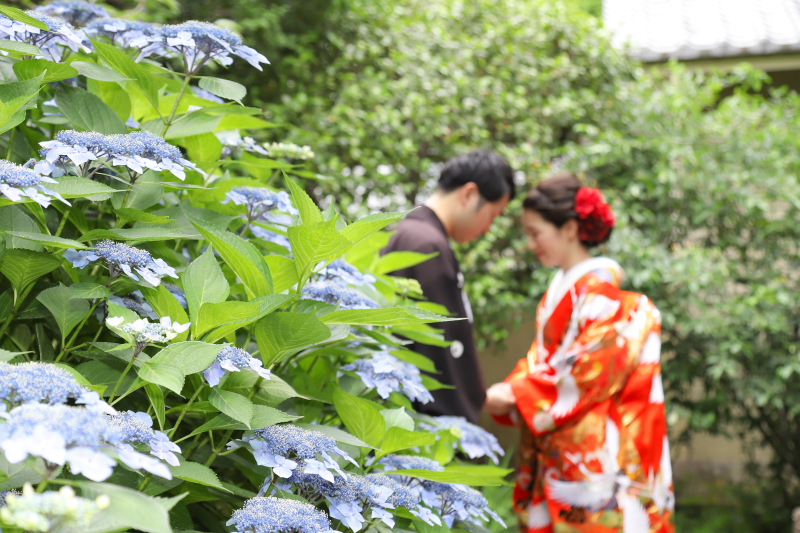 紫陽花ﾌｫﾄをご紹介♡