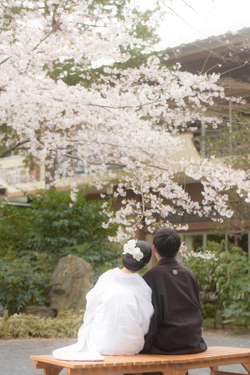 阿佐ヶ谷神明宮（神社）の桜が綺麗に咲き誇ってます✿