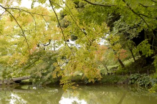 紅葉が色付き始めています