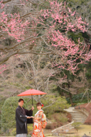 肥後細川庭園の紅梅が見ごろを迎えています❀