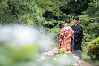 紫陽花が咲いてます！