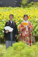 ひまわりが見頃です！！