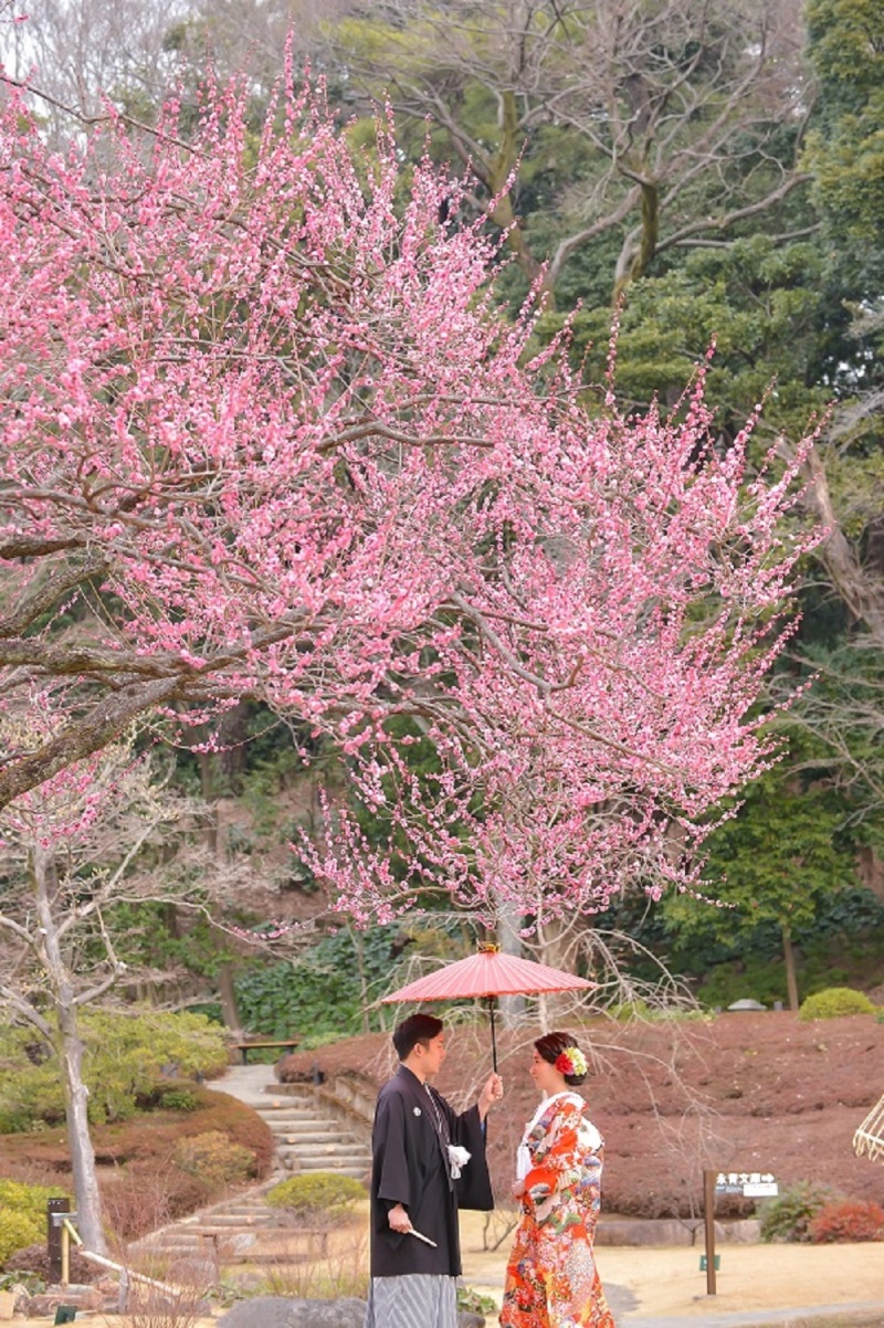 肥後細川庭園の梅が見ごろです❁
