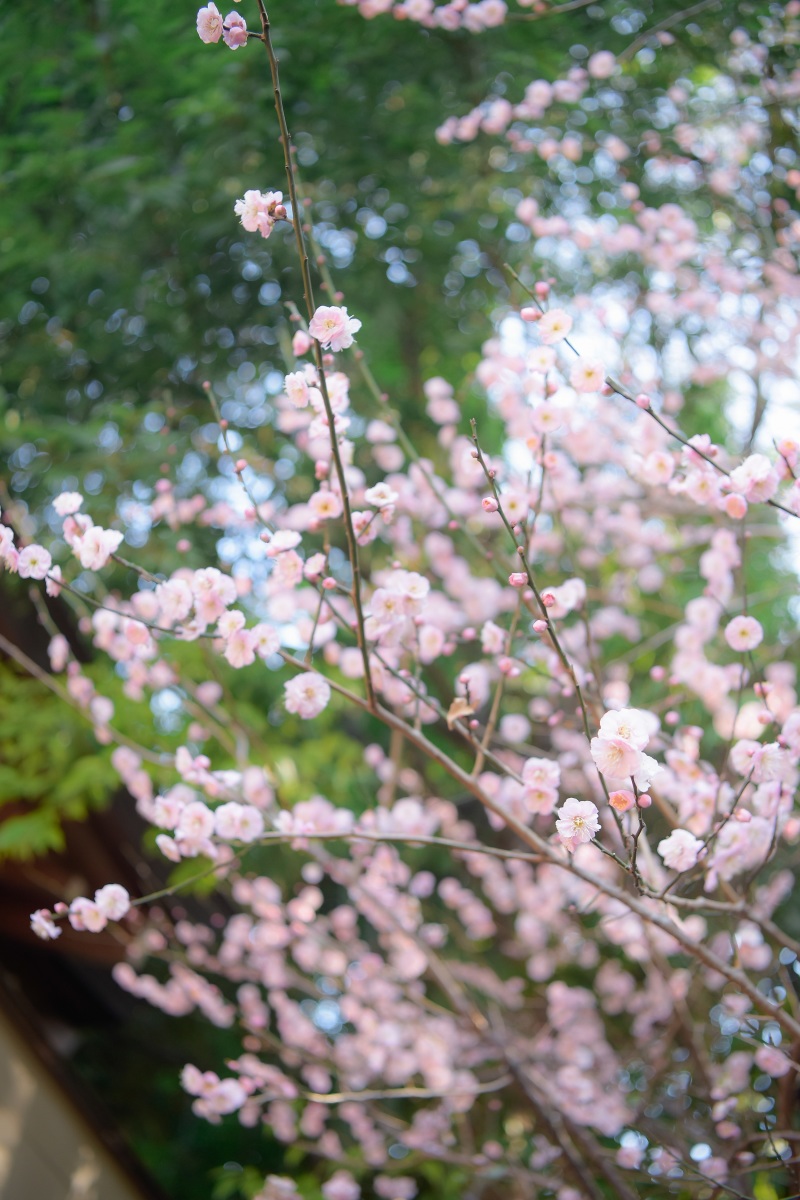 阿佐ヶ谷神明宮の神社にも梅がとてもキレイに咲いてます✿
