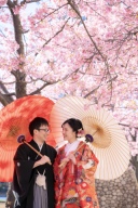 河津桜速報！ 満開です♪