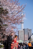 4月の桜の開花状況について✿