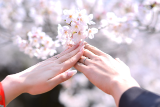 桜、満開です!