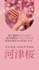 【2/26〜3/8平日限定】68,000円で桜背景の前撮りが叶う❣河津桜プラン！