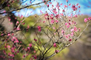 紅梅も花開き始めています！