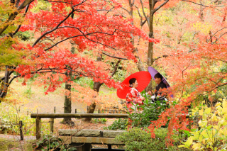 『横浜三渓園』秋の紅葉撮影ご予約開始しております!!お早めの行動が堅実です!!