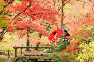 三渓園の紅葉(こうよう)撮影について例年赤く紅葉するのは12月上旬から中旬くらい