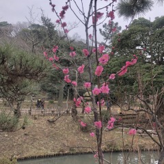 本日の紅梅＊