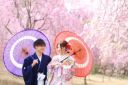 【長岡創寫館周辺の桜スポット3選】その2