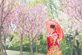 桜の中での和装撮影❁
