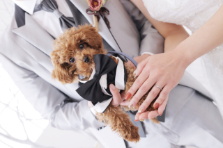 当店のウエディングはペットとも撮影可能です♪