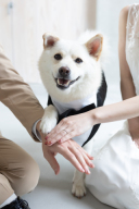 大切なペットとブライダルフォト♪