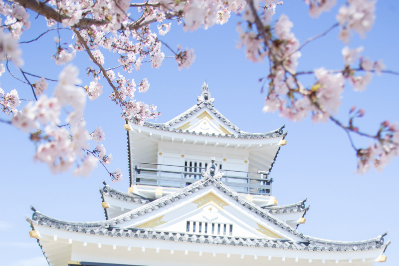 今がチャンス！桜ロケーション！