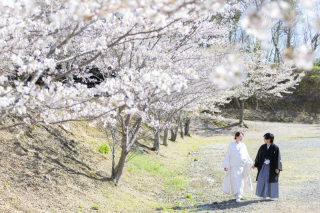 桜ロケーション撮影