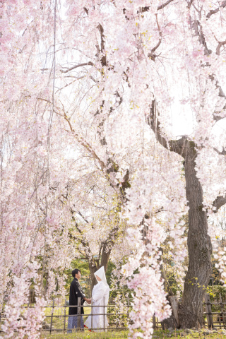 【桜ロケ】ご希望のお客様はお早めに!