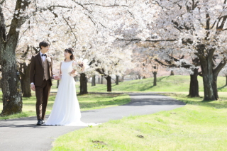 【12月末までのご注文に限り】桜&新緑　超早期受注キャンペーン！