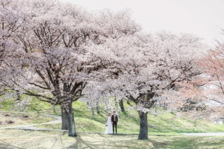 桜&新緑 超早期受注キャンペーン!