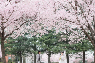 桜ロケーションのご予約はお早めに☆