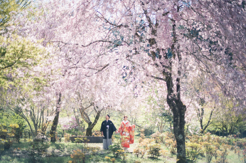 桜ロケ