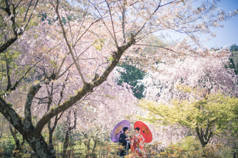 桜ロケ