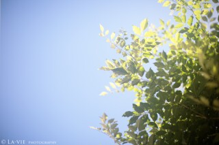 summer
