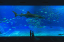 美ら海水族館でフォトウェディング！