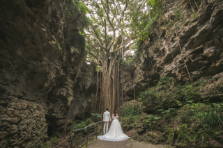 【沖縄豆知識】〜幸せの木〜