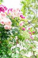今年もガーデンのバラが見頃です