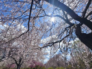 まだまだ桜撮影