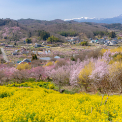 桜ロケーション イチ押しスポット　ｐａｒｔ０４