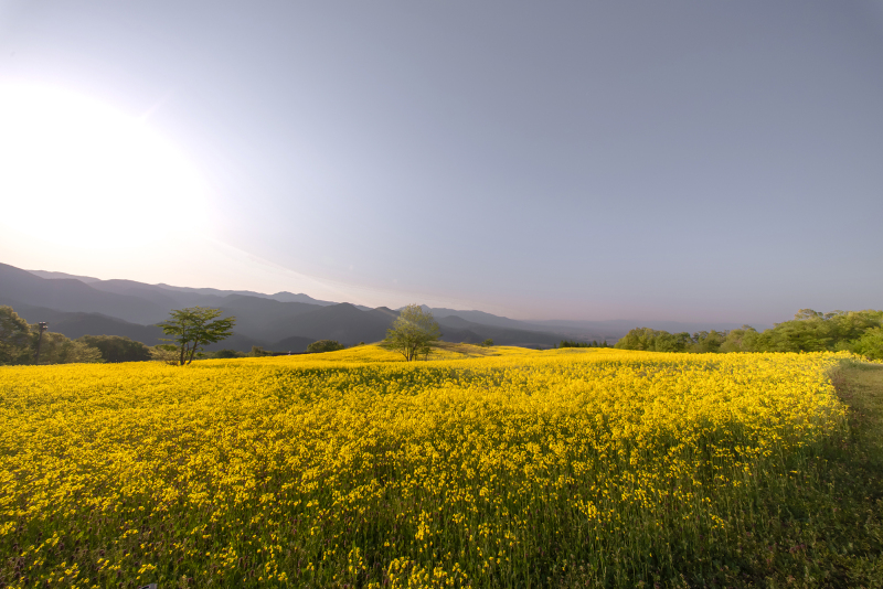 まだ間に合う!衣装もデータも全部込みの「駆け込み菜の花フォト」