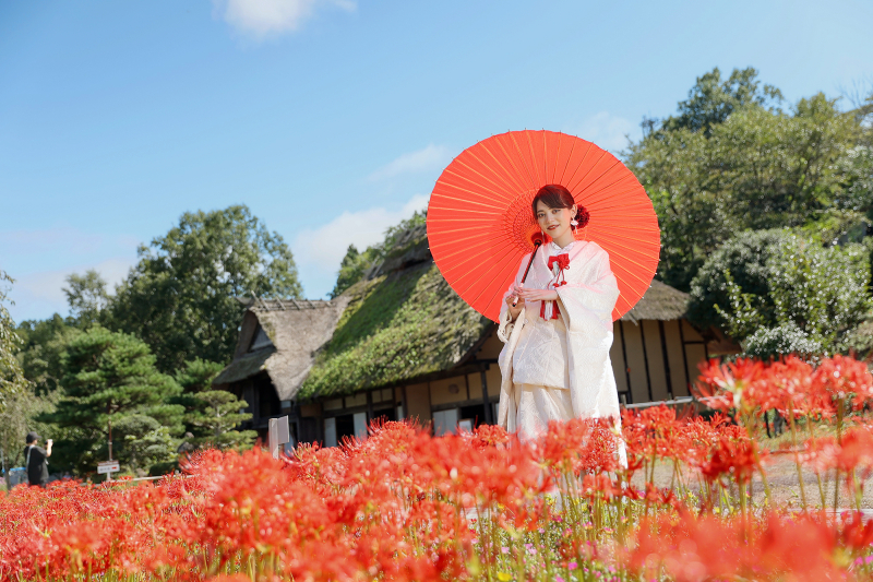 安達ヶ原ふるさと村で叶える、彼岸花に囲まれた和装ウェディングフォト