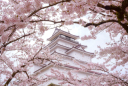 2020年桜開花予想!