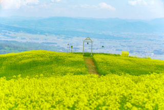 菜の花が見頃です(≧▽≦)