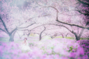 ≪河津桜❀梅✿桃❀桜≫春前撮り予約開始中