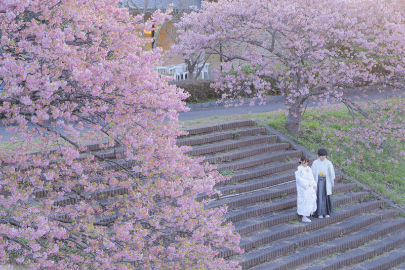 桜まであと1ヶ月?