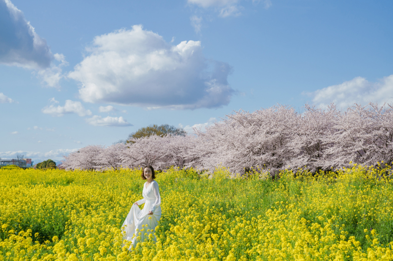 桜まであと1ヶ月?