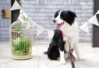 2月10日ワンコも参加できるわくわくフェスタ開催!出展多数♪