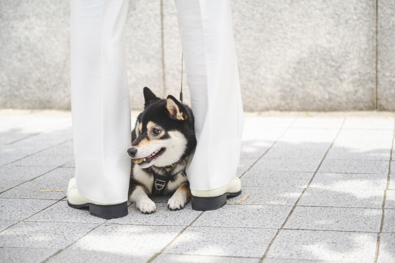 愛犬と一緒に♡