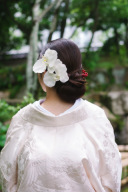 胡蝶蘭のご紹介