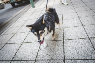 【ペット】愛犬との撮影
