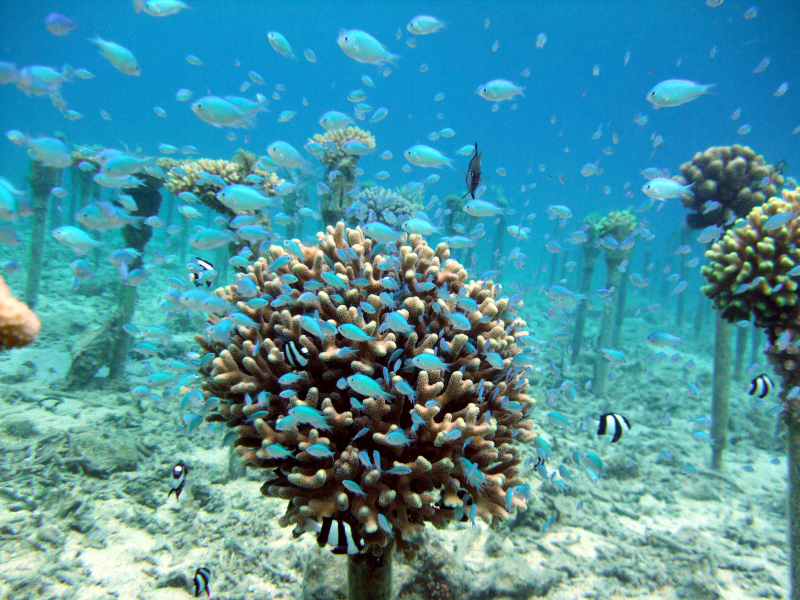 サンゴの美しい海の恩納村 サンゴ再生のPVをつくりました