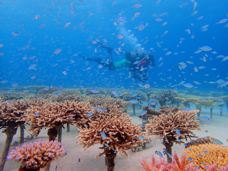 サンゴの美しい海の恩納村 サンゴ再生のPVをつくりました